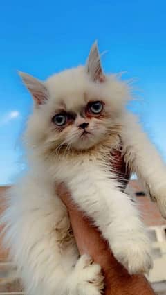 Peke Blood line male kitten white eyes