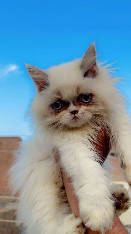 Peke Blood line male kitten white eyes 1