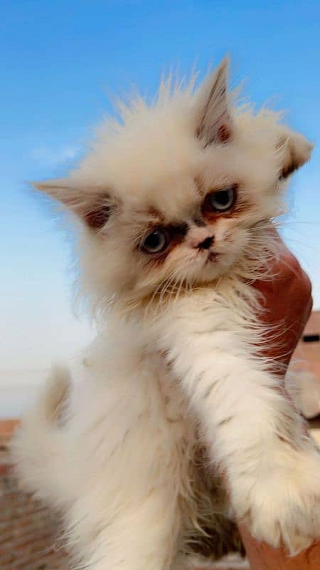 Peke Blood line male kitten white eyes 2