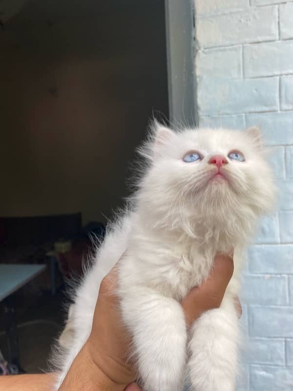 persain cat pair urgent sale 2