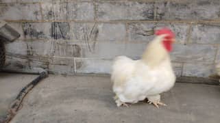 bantam pairs of sale