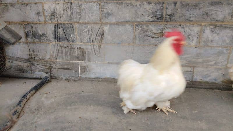 bantam pairs of sale 0