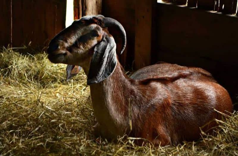 Goat for sale urgent 0