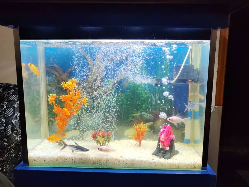 fish Aquarium 0