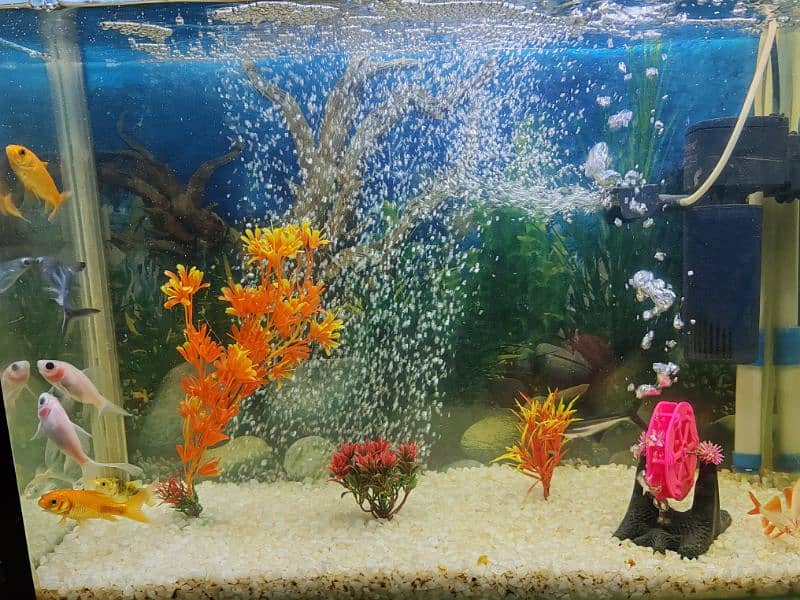 fish Aquarium 1