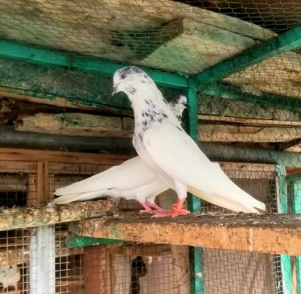 High flyer kabutar Joray For sale 0