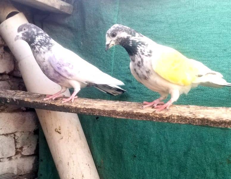 High flyer kabutar Joray For sale 3