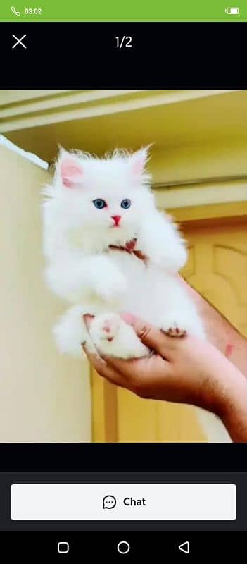 Persian cat for sale only WhatsApp number0327=4272440 1