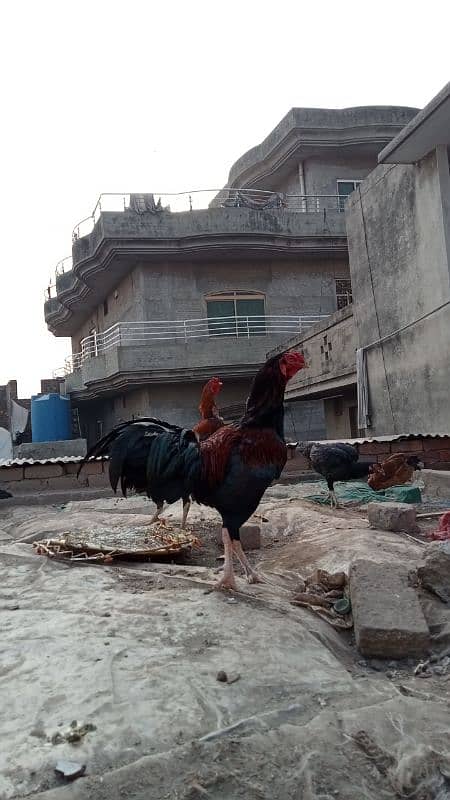 aseel murga murgiyan with chicks  hen and chicks pair 13