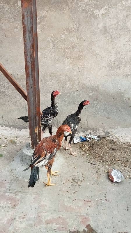 aseel murga murgiyan with chicks  hen and chicks pair 14