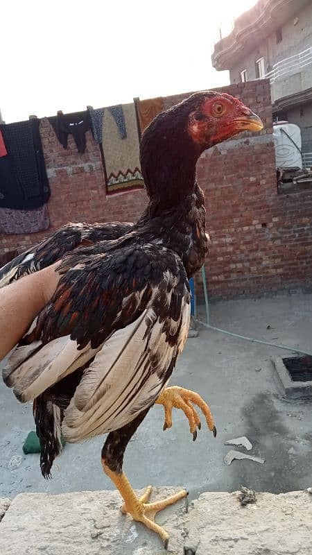 aseel murga murgiyan with chicks  hen and chicks pair 15