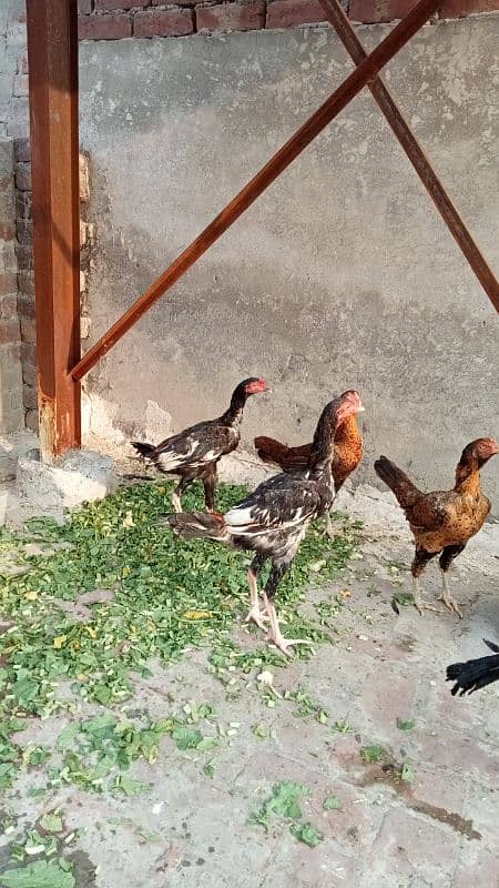 aseel murga murgiyan with chicks  hen and chicks pair 16