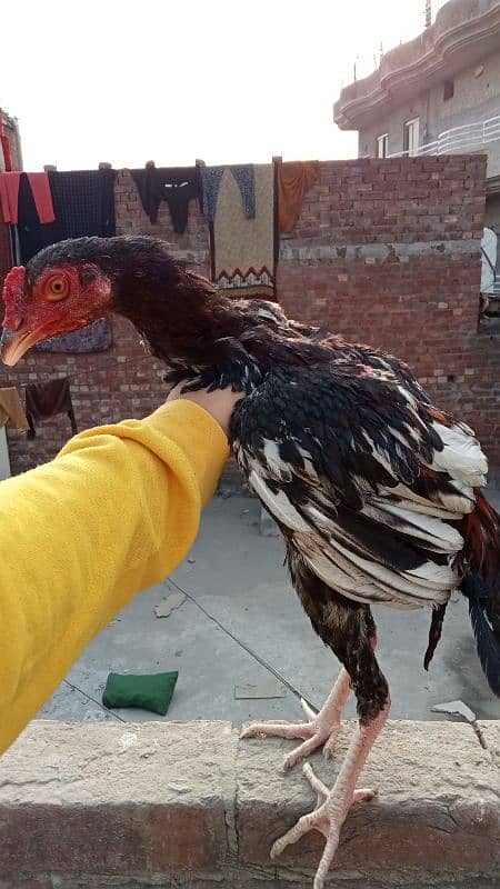 aseel murga murgiyan with chicks  hen and chicks pair 17