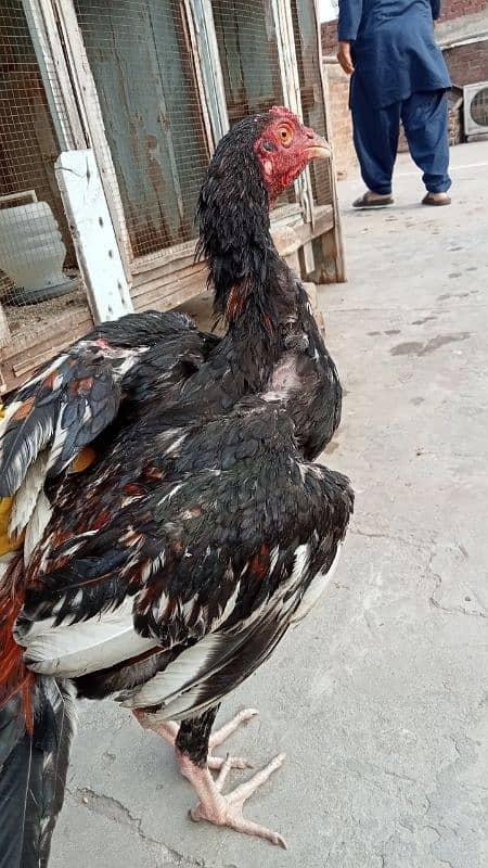 aseel murga murgiyan with chicks  hen and chicks pair 18