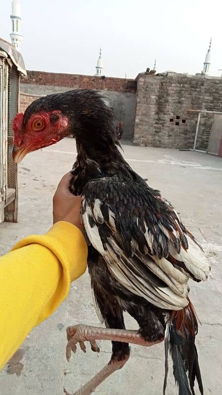 aseel murga murgiyan with chicks  hen and chicks pair 19