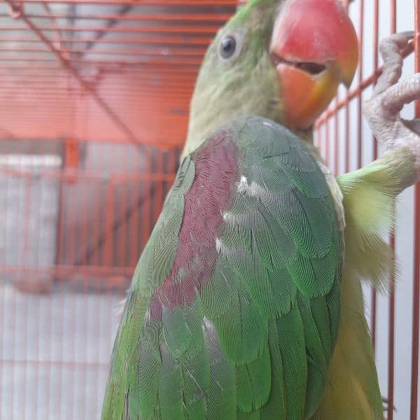 raw parrot for sale only WhatsApp number0327=42=72=440 1