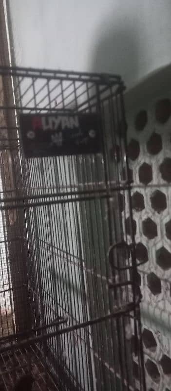 birds cage 8×4 best conditions 1