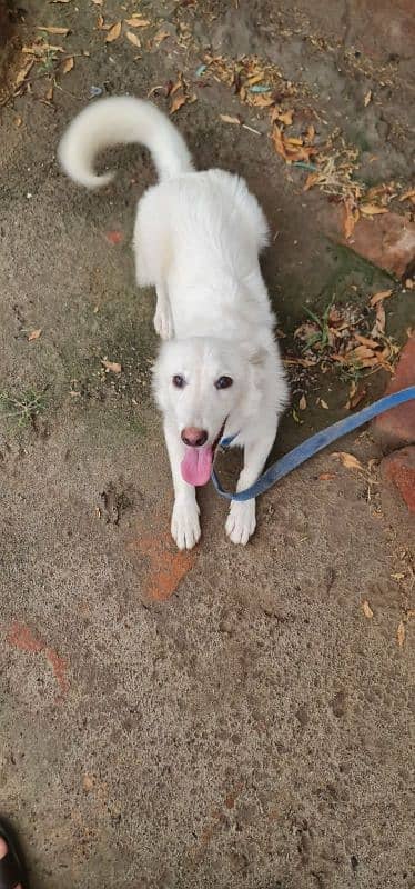 russian dog age 9month male 5