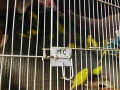 Australian parrots with steel cage