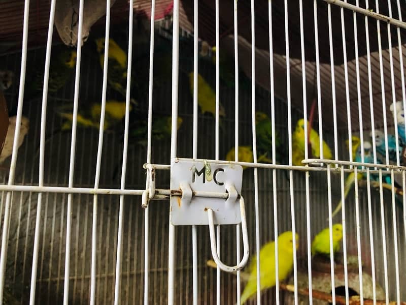 Australian parrots with steel cage 0