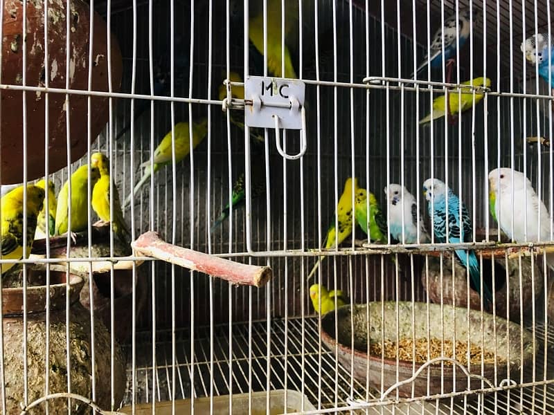 Australian parrots with steel cage 1