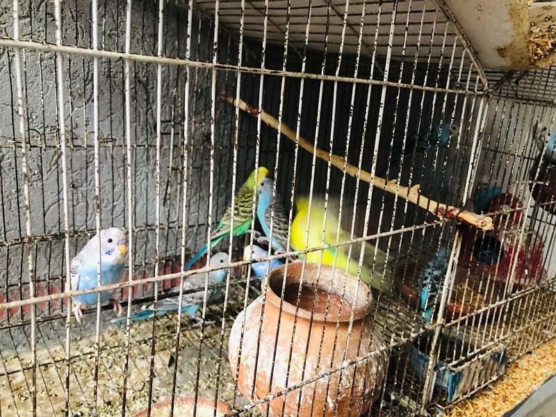 Australian parrots with steel cage 2