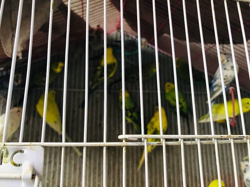 Australian parrots with steel cage 3