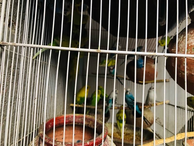 Australian parrots with steel cage 4