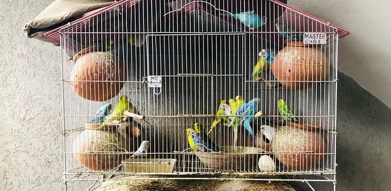 Australian parrots with steel cage 5