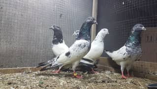 Goldan kasoori jaldaar sialkoti pigeons for sale.