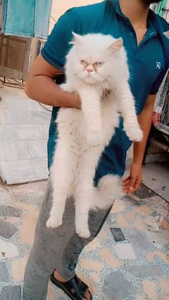 Persian Pregnant Cat