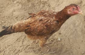 Aseel Pathay Pathian and Hen For Sale