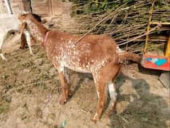 makhi chini phat 2 dant for sale 2 month ki gaban ha broder sy