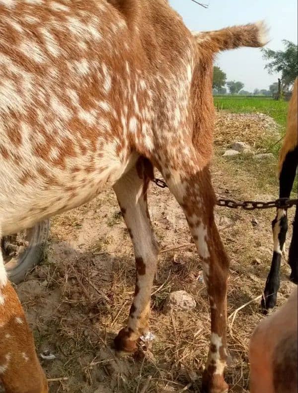 makhi chini phat 2 dant for sale 2 month ki gaban ha broder sy 1