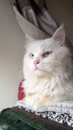 Persian Cat, triple coated with blue eye colour