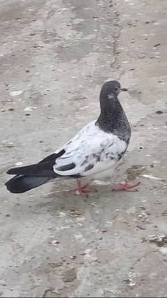 Aseel and fancy pigeon