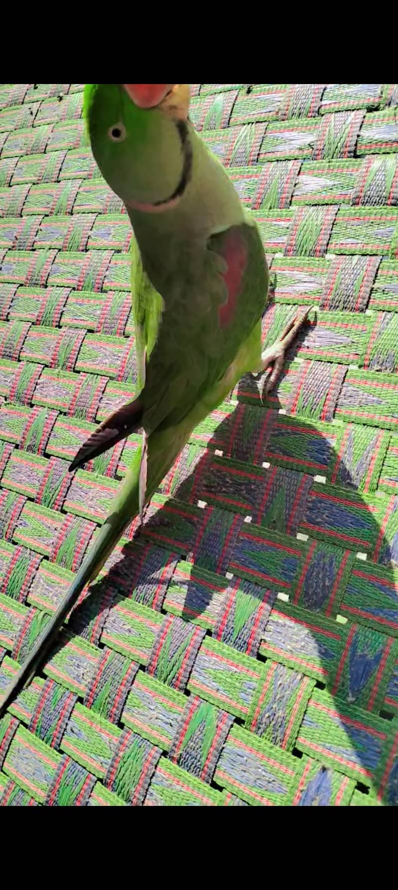 Parrot 2