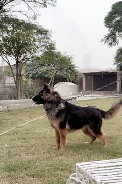 German Shepherd Male Available for Sale