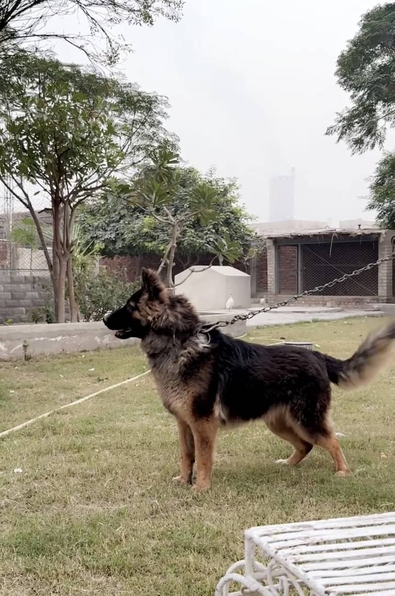 German Shepherd Male Available for Sale 0