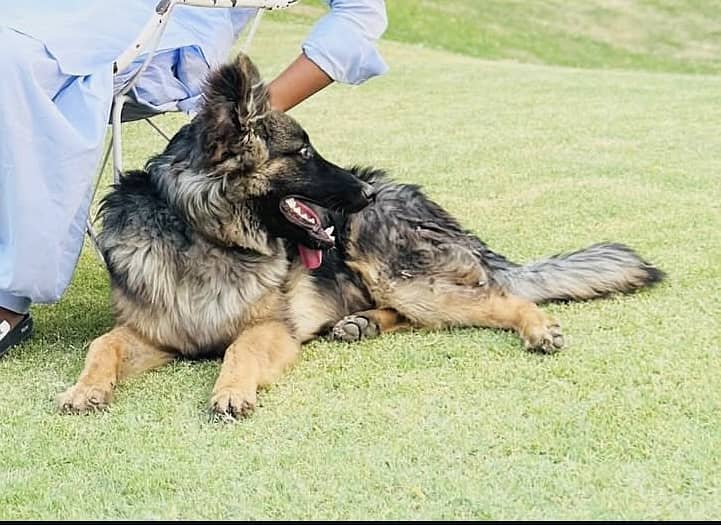 German Shepherd Male Available for Sale 1