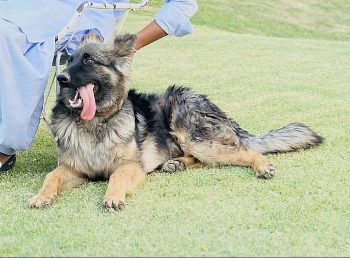 German Shepherd Male Available for Sale 2