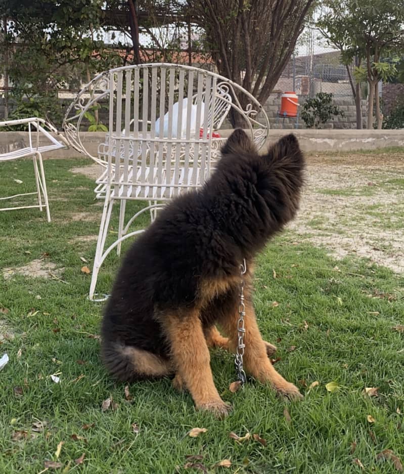 German Shepherd Male Available for Sale 3