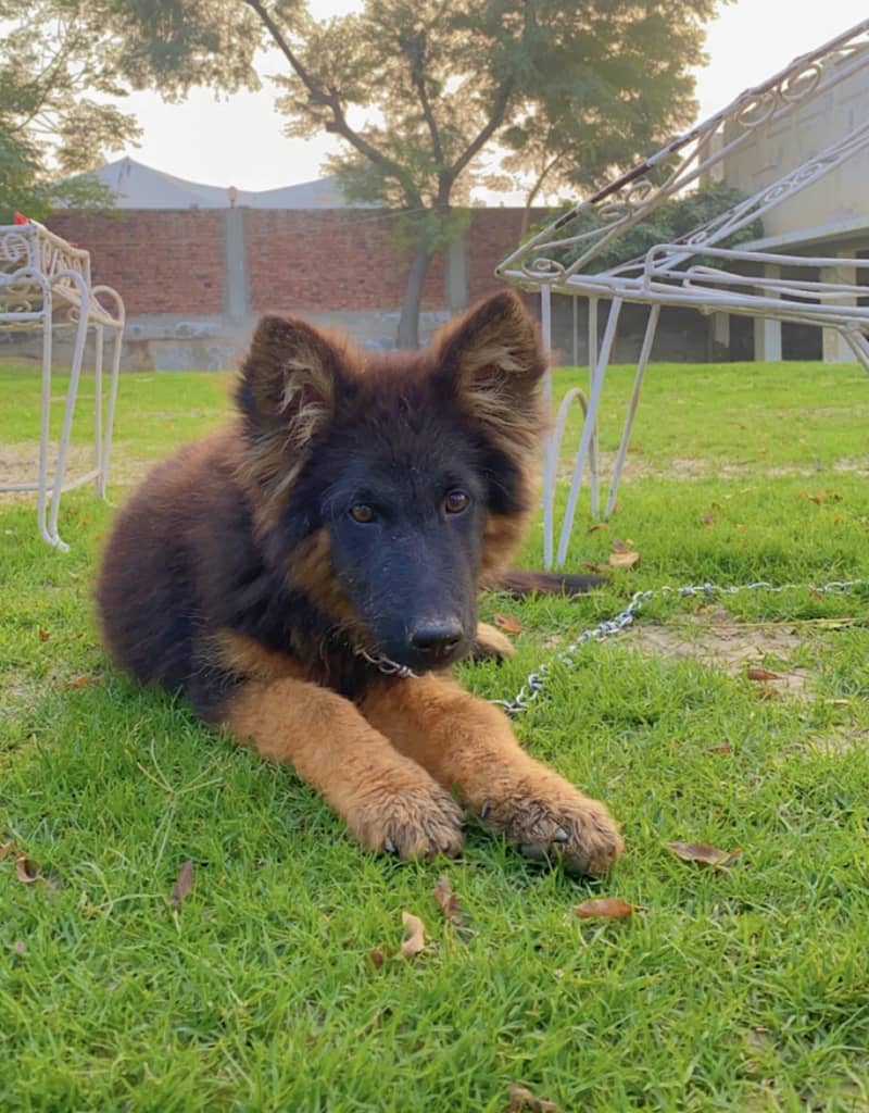 German Shepherd Male Available for Sale 4