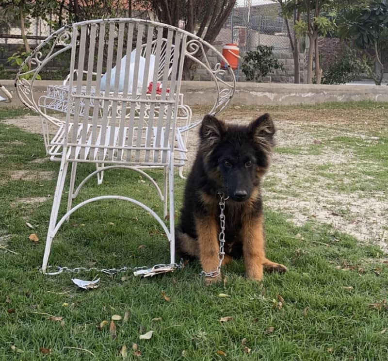 German Shepherd Male Available for Sale 5