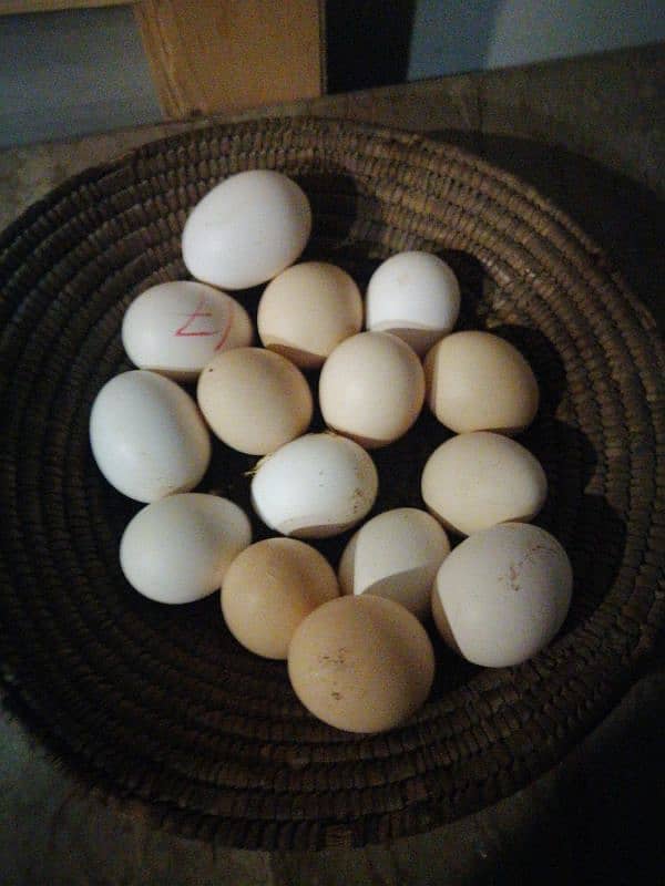 Heera aseal eggs available 0