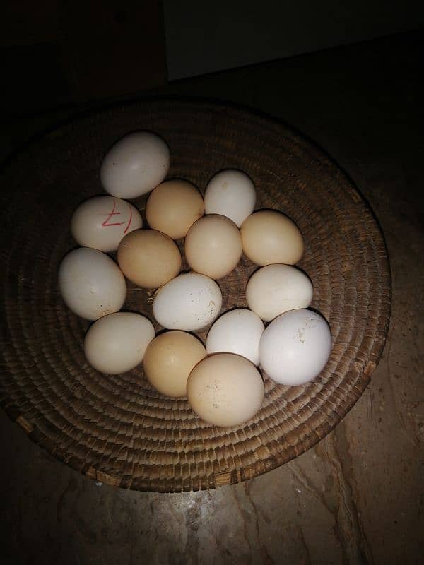 Heera aseal eggs available 1