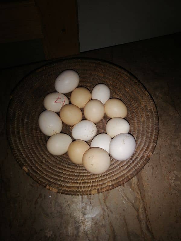 Heera aseal eggs available 2