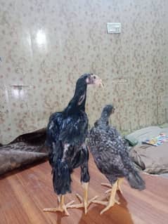 King Size OShamo Chicks Available