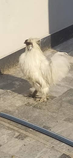 1 Male Silkie Rooster silki hen