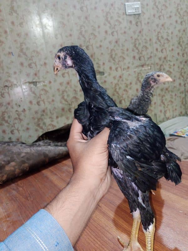 German King Size OShamo Chicks Available 1